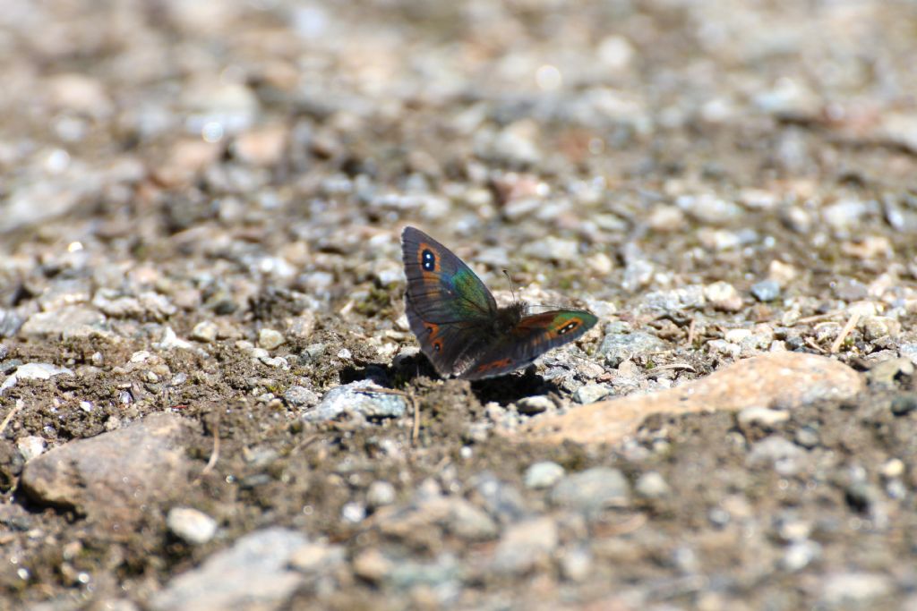 Erebia cassioides? S